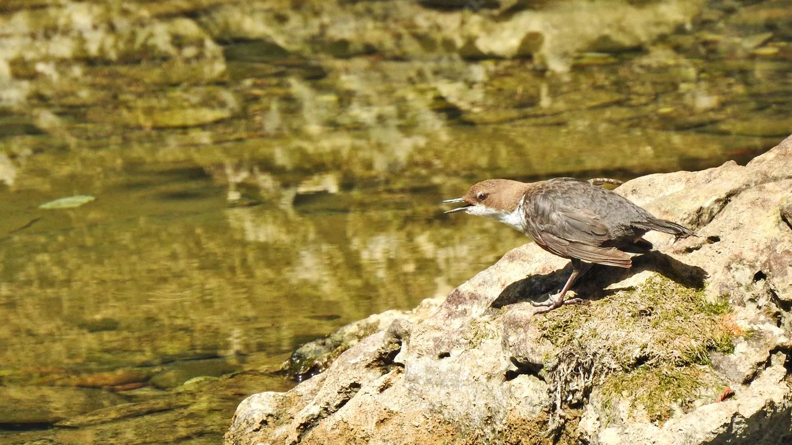 Panoramski pogled na vrh Risnjaka iznad guste šume